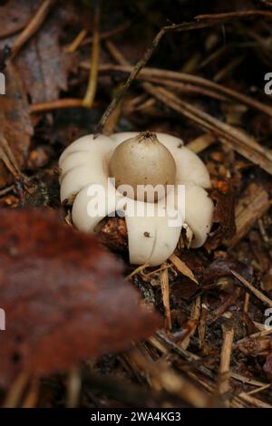 Natural closeup on a fringed or sessile earthstar mushroom , Geastrum fimbriatum on the forest floor Stock Photo