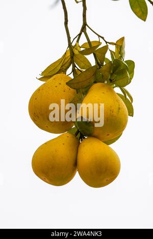 The grapefruit tree is full of ripe fruits grapefruit Stock Photo