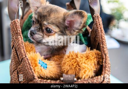 Brown chihuahua sitting in a bag in the heats. Small dog outside. Stock Photo