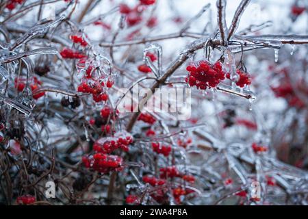 Red viburnum berries frozen by the first frosts in December. Viburnum fruits covered with ice and frost. Winter berries with vitamins Stock Photo