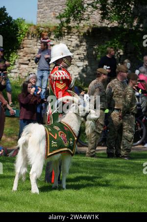 Royal Welsh Guards mascot Shenkin the Goat at the celebration of the reaffirmation for their Freedom of the County in the grounds of Hay on Wye Powys Stock Photo
