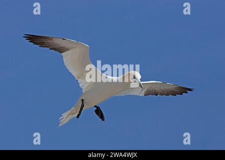 Adult northern gannet in flight Stock Photo