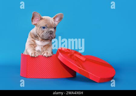 Cute Valentine's day puppy. French Bulldog dog in heart shaped gift box on blue studio background Stock Photo