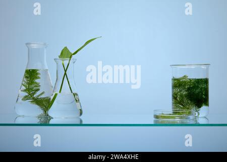 Aquatic plants, different types of seaweed in laboratory flasks, placed on a glass pedestal on a blue background. Concept of research and production o Stock Photo