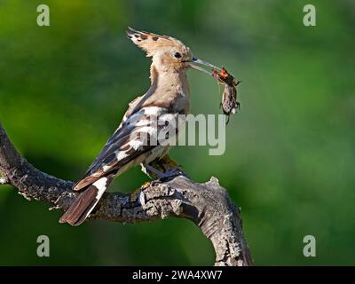 Hoopoe perched with prey in beak Stock Photo