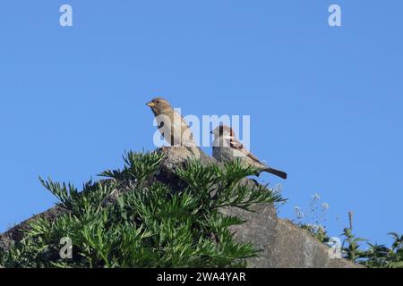 Female and male House sparrow, Passer domesticus, perched on a rock at a high place with blue sky background. Stock Photo