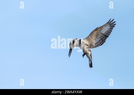 Pied Kingfisher (Ceryle rudis) hovering over water looking for prey. Photographed in Israel Stock Photo