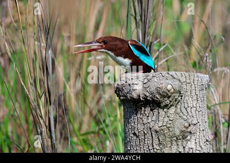 white-throated kingfisher (Halcyon smyrnensis) also known as the white-breasted kingfisher is a tree kingfisher, The adult has a bright blue back, win Stock Photo