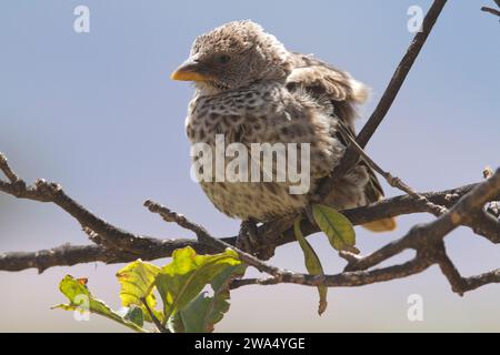 The rufous-tailed weaver (Histurgops ruficauda) Perched on a twig This bird is a species of songbird found in Tanzania. Stock Photo