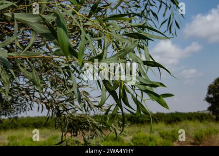 Yellow flowers of an Acacia saligna, commonly known by various names including coojong, golden wreath wattle, orange wattle, blue-leafed wattle, Weste Stock Photo