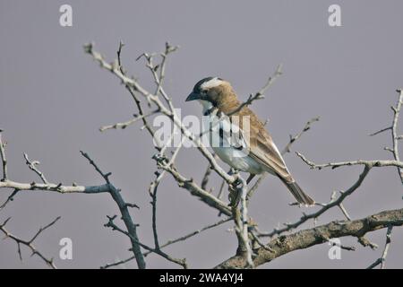 White-browed sparrow weaver (Plocepasser mahali). This small songbird (passerine) forms noisy colonies in thorn trees where it weaves its nests. It li Stock Photo