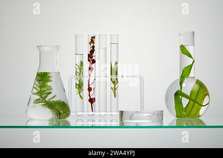 On the backlit background, some lab glassware containing different types of seaweed on transparent liquid. Space to place your product. Laboratory con Stock Photo