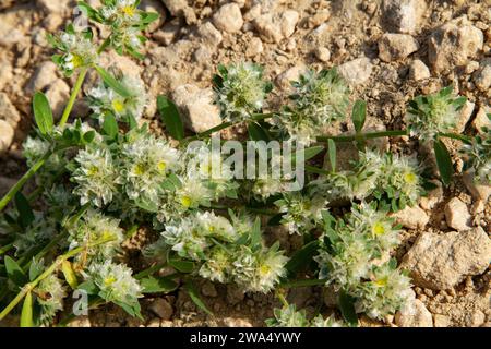 Paronychia argentea (Algerian Tea) is an herbaceous plant from the family Caryophyllaceae that grows in sandy areas, ways, abandoned fields and dry te Stock Photo