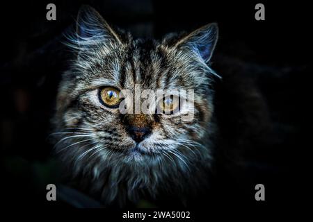 The cat: commonly referred to as the domestic cat or house cat, is the only domesticated species in the family. Recent advances in archaeology and g Stock Photo