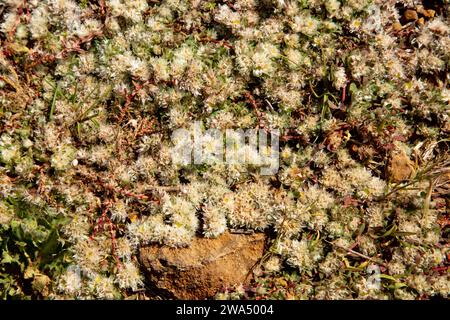 Paronychia argentea (Algerian Tea) is an herbaceous plant from the family Caryophyllaceae that grows in sandy areas, ways, abandoned fields and dry te Stock Photo