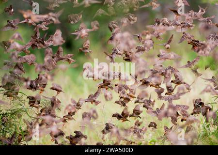 Red-billed quelea (Quelea quelea) flock. Red-billed queleas flying in a huge flock. This is the most abundant wild bird in the world. It is found in s Stock Photo