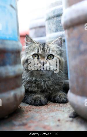 The cat: commonly referred to as the domestic cat or house cat, is the only domesticated species in the family. Recent advances in archaeology and g Stock Photo