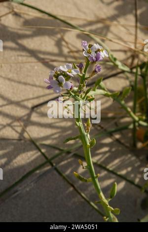 Mediterranean sea rocket (Cakile maritima). Also called the European sea rocket, this is an invasive species that has spread around the world to areas Stock Photo