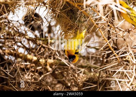 Speke's weaver (Ploceus spekei) nest building Photographed in Tanzania Speke's weaver is found in northern and eastern Somalia, Ethiopia, Kenya (mostl Stock Photo