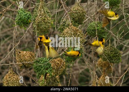 Vitelline Masked Weaver (Ploceus vitellinus). Serengeti National Park, Tanzania. Stock Photo