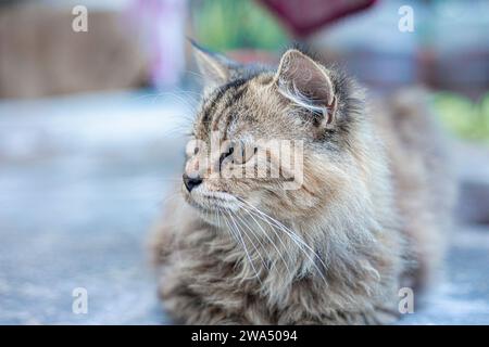 The cat: commonly referred to as the domestic cat or house cat, is the only domesticated species in the family. Recent advances in archaeology and g Stock Photo