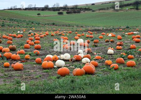 A Mixture of Ripe and Rotting Pumpkins in a Field in November, St Abbs, Scotland, UK Stock Photo