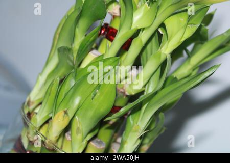 Clouse up Lucky Bamboo  Plant. India Stock Photo