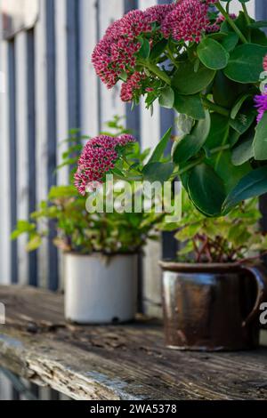 Vintage pots with flowers and spices on a wooden shelf Stock Photo