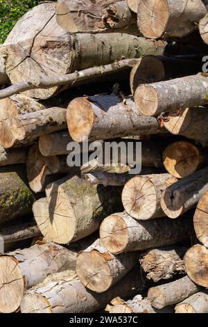 Many cut tree trunks stacked on top of each other Stock Photo
