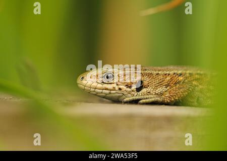 Common lizard, Zootoca vivipara, viviparous lizard, hiding in vegetation, Strumpshaw Fen, Norfolk Stock Photo