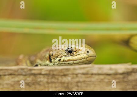 Common lizard, Zootoca vivipara, viviparous lizard, hiding in vegetation, Strumpshaw Fen, Norfolk Stock Photo