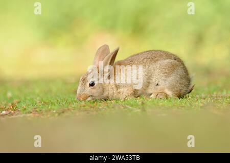 Rabbit, Oryctolagus cuniculus, young, fen, Norfolk, Spring Stock Photo