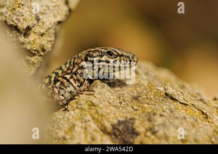 Common Wall Lizard, European Wall Lizard, Podarcis muralis, basking on rocks, Suffolk, UK Stock Photo