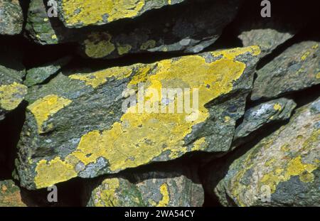 Lichen on a drystone wall Cumbria England Stock Photo