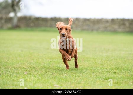 Working Cocker bouncing Stock Photo