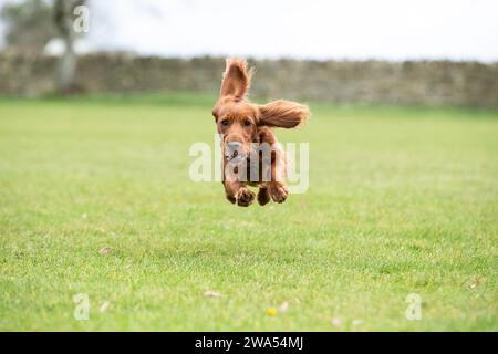 Working Cocker bouncing Stock Photo