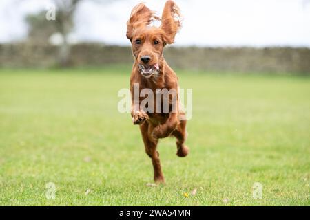 Working Cocker bouncing Stock Photo