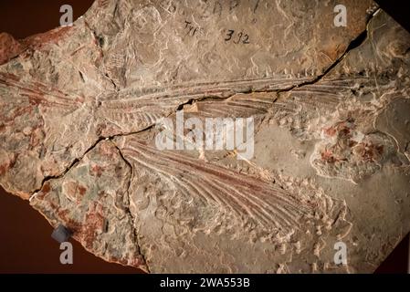 Insect Fossil, Lodeve Museum, a museum showing locally discovered dinosaur fossils and Neolithic artefacts,  Lodève, département of Hérault, Occitanie Stock Photo