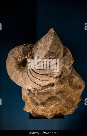 Shell Fossil, Lodeve Museum, a museum showing locally discovered dinosaur fossils and Neolithic artefacts,  Lodève, département of Hérault, Occitanie Stock Photo