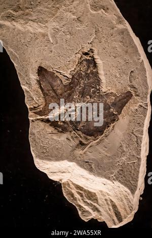 Leaf Fossil, Lodeve Museum, a museum showing locally discovered dinosaur fossils and Neolithic artefacts,  Lodève, département of Hérault, Occitanie r Stock Photo