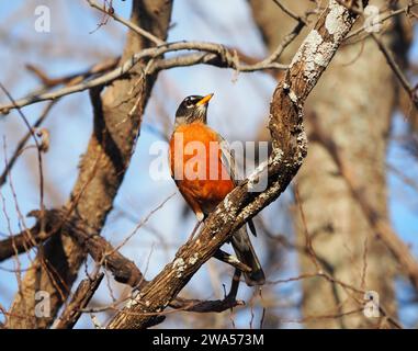 American Robin perched in a tree Stock Photo