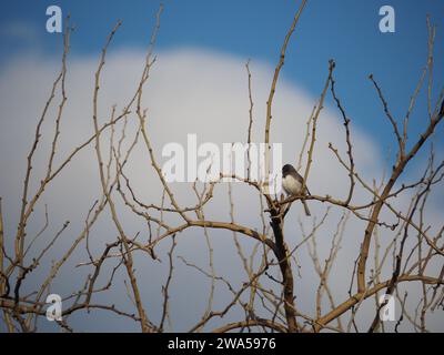 Junco bird in a tree Stock Photo