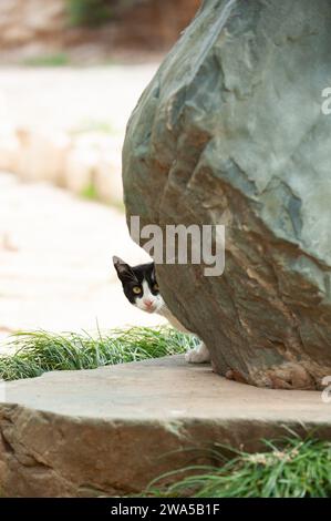 A black and white, young feral Jerusalem street cat peeks out cautiously at the world from a hiding place behind a large rock. Stock Photo