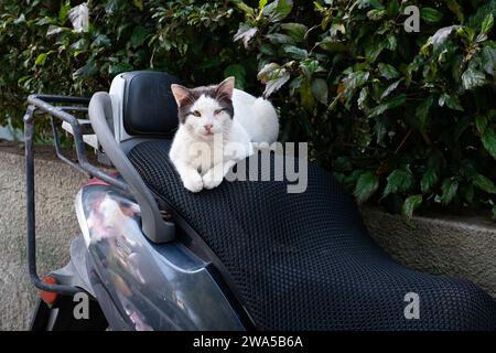 Grey and white, feral street cat alert and lying down on the soft cushion of a motor scooter seat. Stock Photo