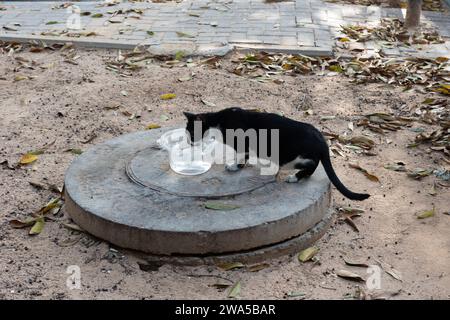 Black and white feral street cat drinks from plastic bowl of water set out on a cement manhole cover in a leafy sidewalk. Stock Photo