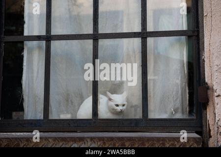 Pure white cat sits in a window frame with ears pricked and face pulled back, looking frightened. Stock Photo