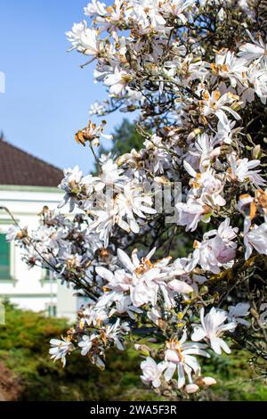 Magnolia branches covered with white flowers on a city street Stock Photo