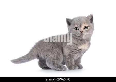 Cute 6 weeks old British Shorthair cat kitten, standing side ways. Looking straight to camera. Isolated on white. Stock Photo