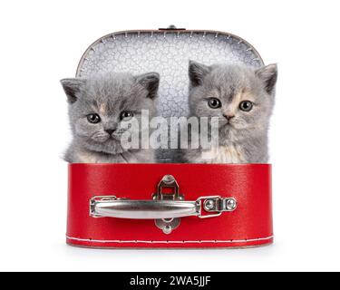 Cute 6 weeks old British Shorthair cat kittens, sitting in red suitcase. Looking straight to camera. Isolated on white. Stock Photo