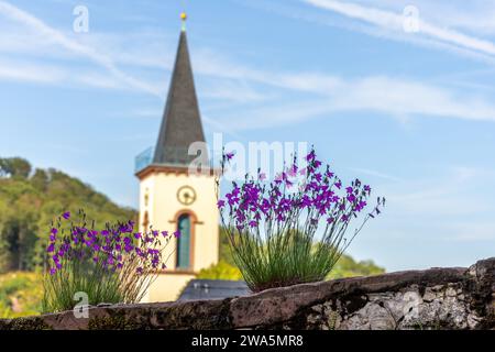 Purple bluebells growing on an old stone wall in front of a church tower, Lindenfels in the Odenwald, Germany Stock Photo